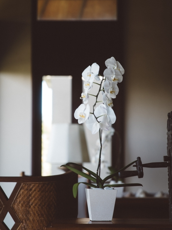 The 5 Best White Phalaenopsis in the World001