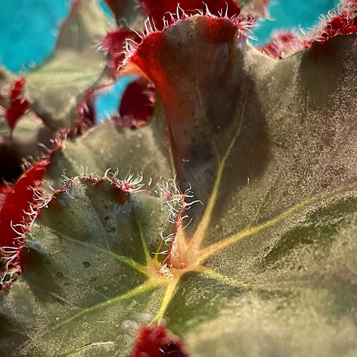 Best Leaf Begonia - Beleaf Jungle Black - on Thursd