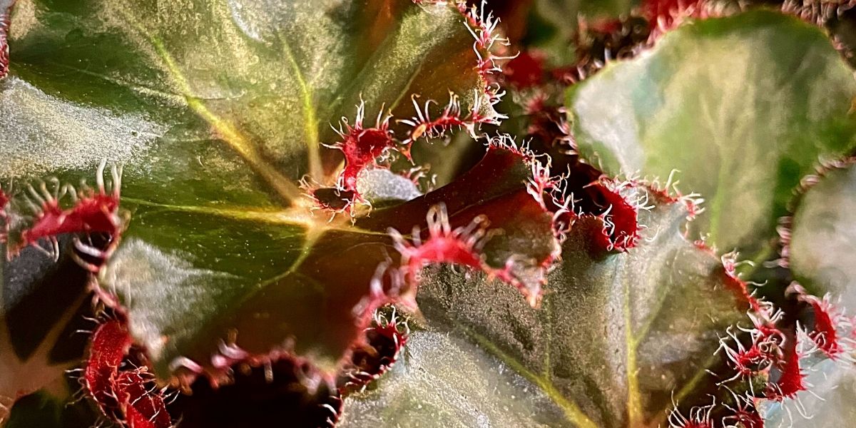 Best Leaf Begonia - Beleaf Jungle Black wide - on Thursd