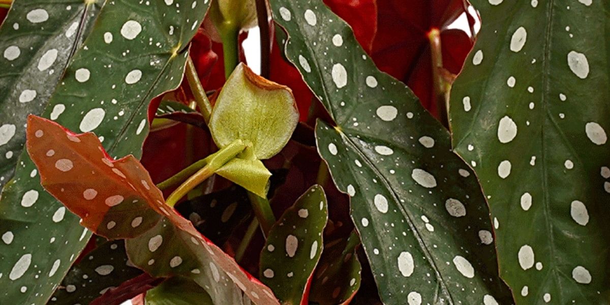 Polka Dot Begonia - Begonia Maculata wide - on Thursd