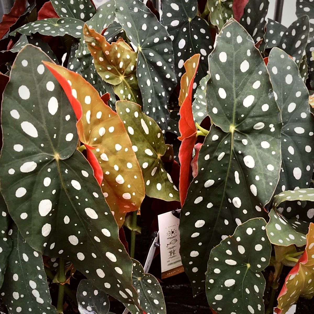 Leaf Begonia Maculata Polka Dot