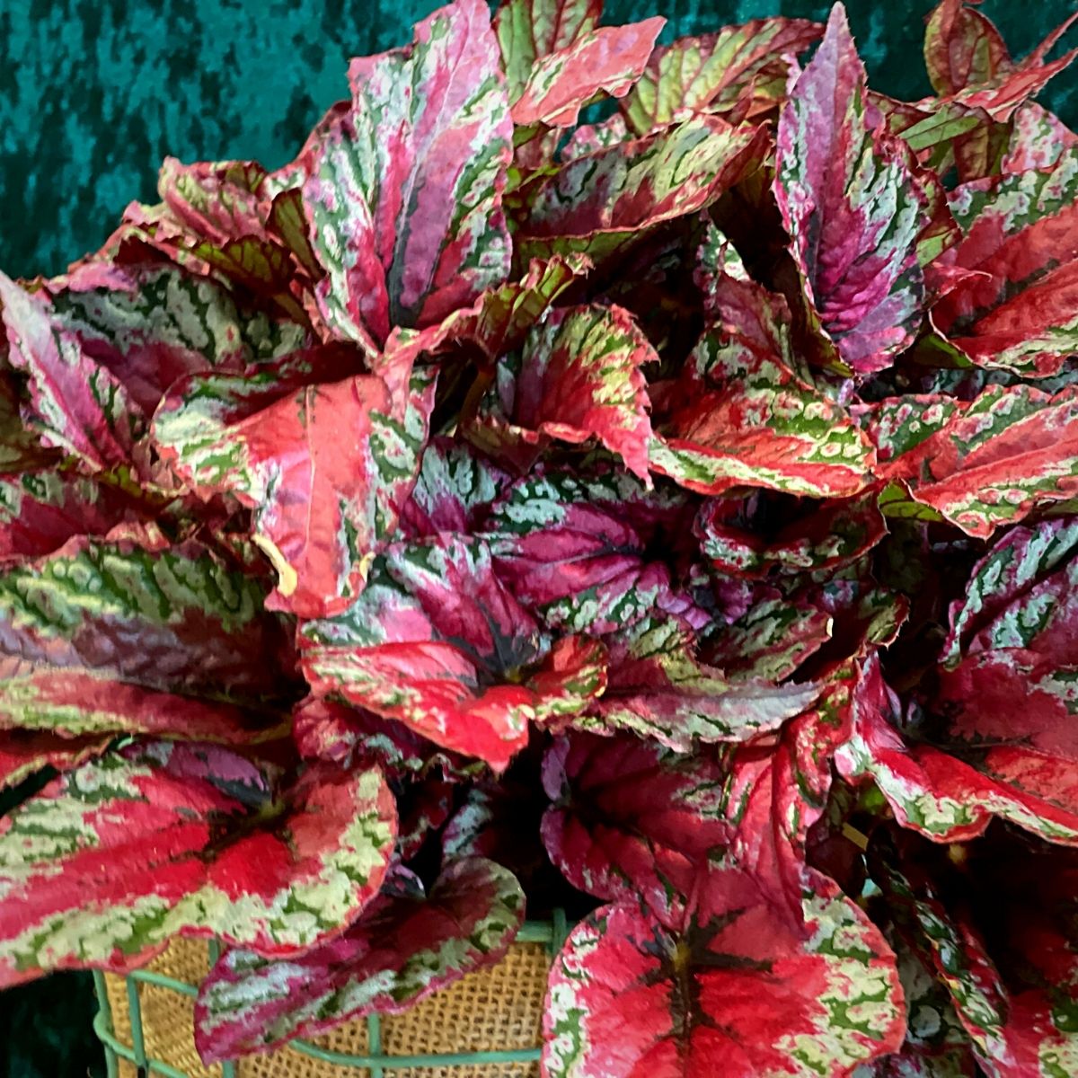 Leaf Begonia Beleaf Maui Sunset