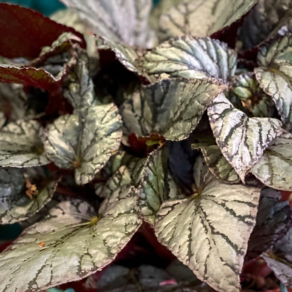 Leaf Begonia Beleaf Arctic Breeze