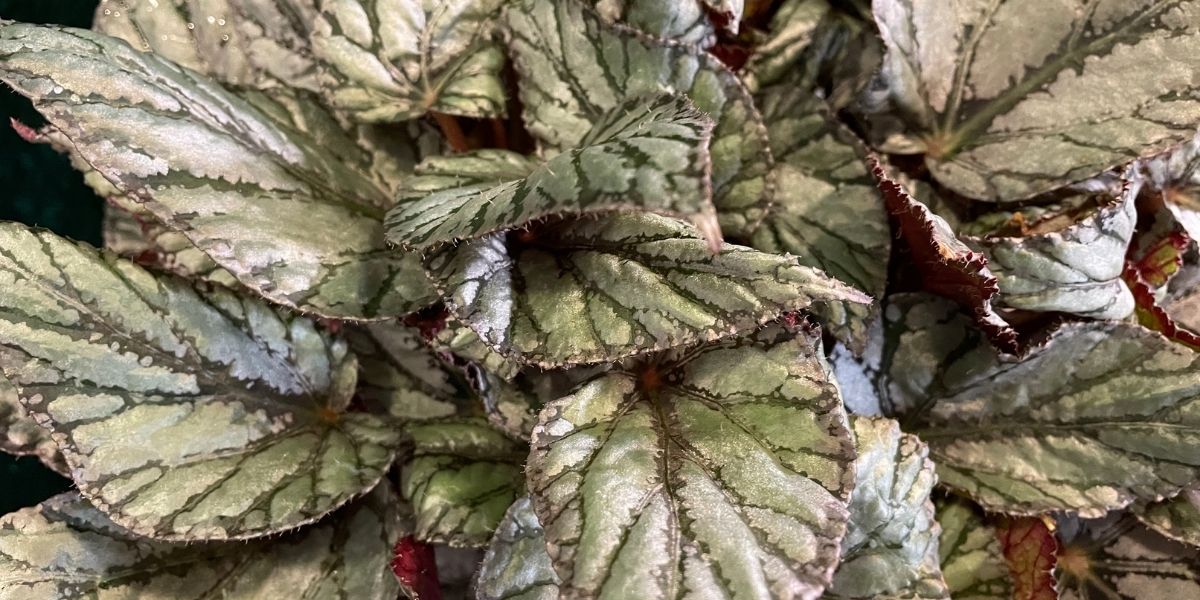 Best Leaf Begonia - Beleaf Arctic Breeze Wide - on Thursd