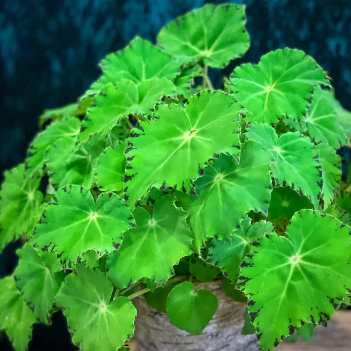 Leaf Begonia Beleaf Lima Love