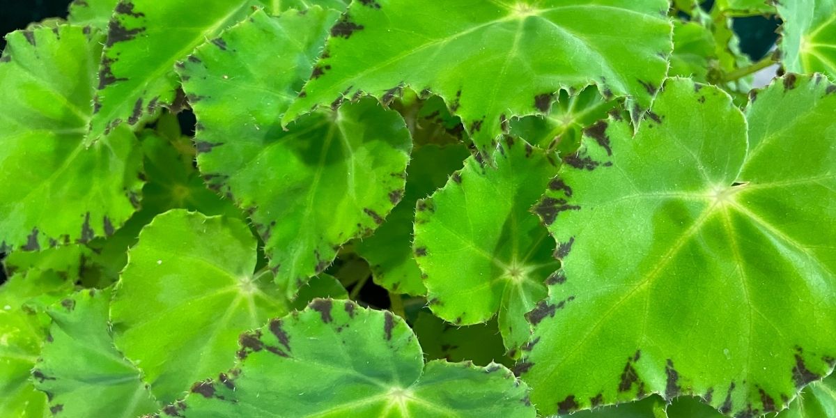 Best Leaf Begonia - Beleaf Lima Love Wide - on Thursd
