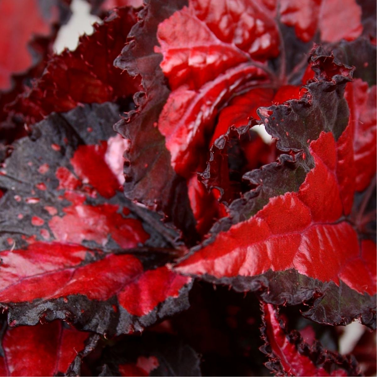 Leaf Begonia Beleaf Inca Night