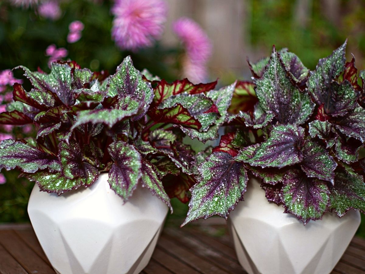 begonia-beleaf-alaska-creek-green-plant-on-thursd-1