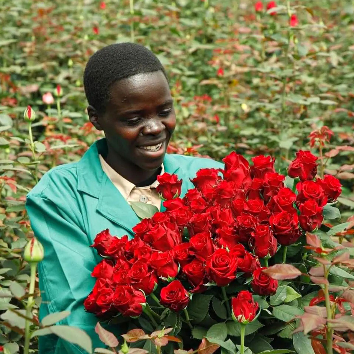 KFC Is at the Forefront of Promoting Kenya's Cut Flowers and Ornamentals 11