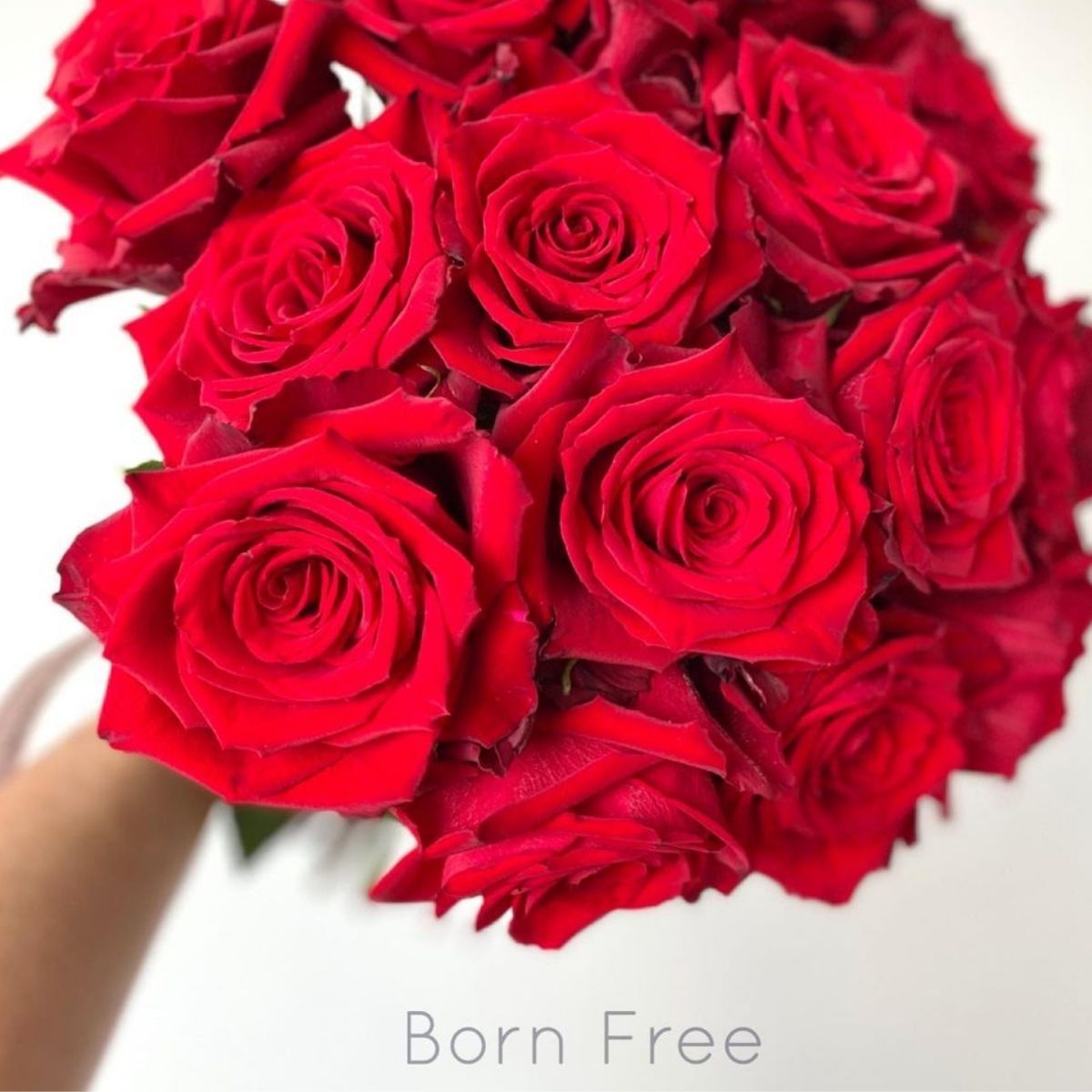Born Free roses - De Ruiter - on Thursd LGBTQ