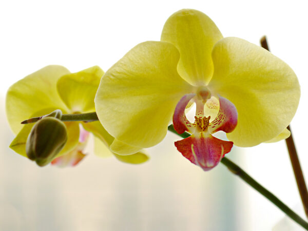 Phalaenopsis Miraflore - on Thursd