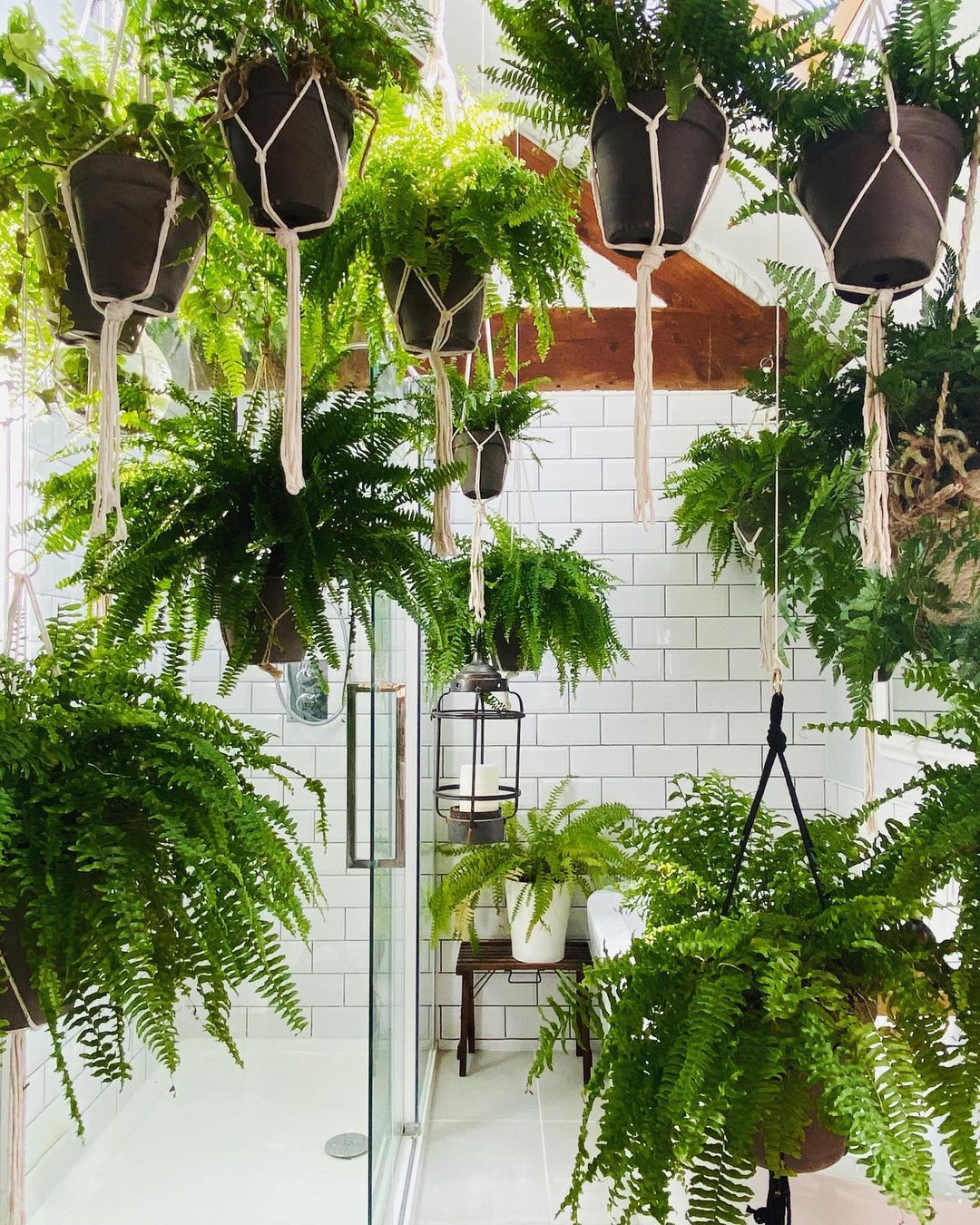 These Popular Houseplants Are Hot on Instagram Right Now003