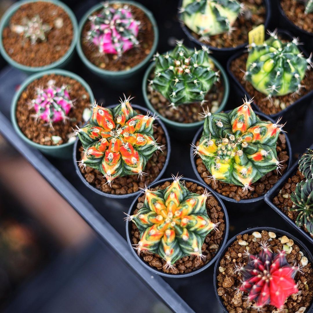 These Popular Houseplants Are Hot on Instagram Right Now007