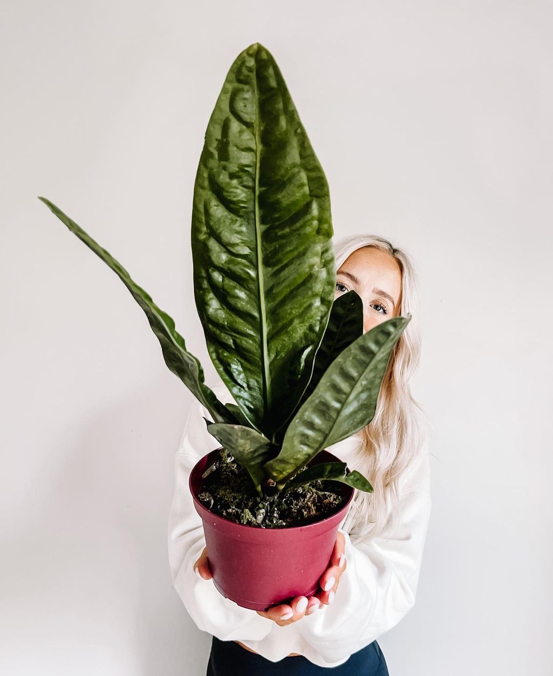 These Popular Houseplants Are Hot on Instagram Right Now009