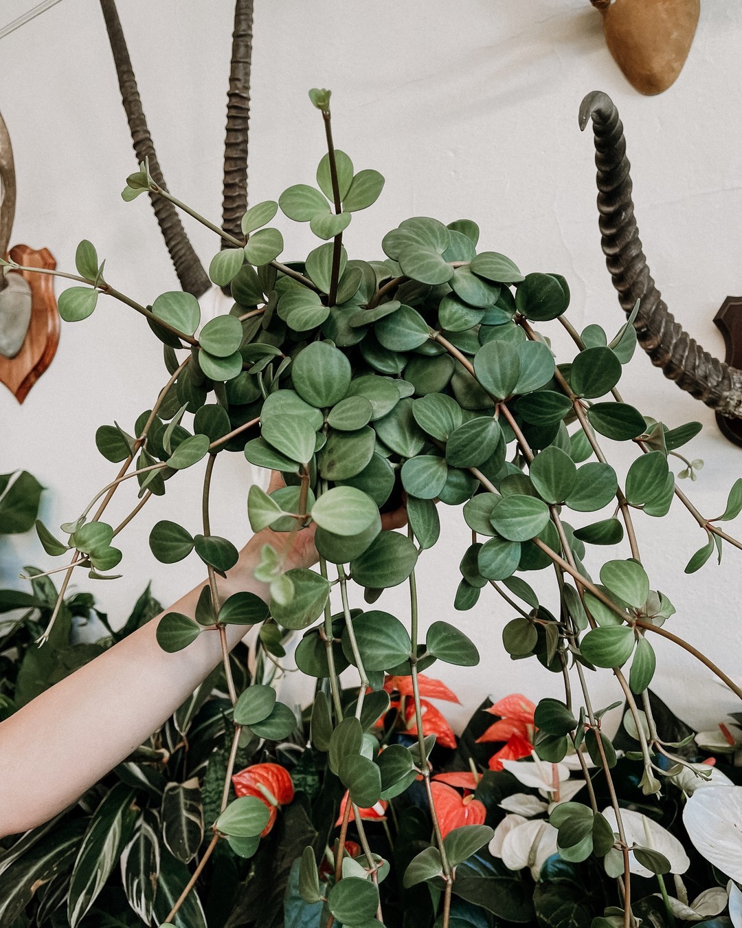 These Popular Houseplants Are Hot on Instagram Right Now012