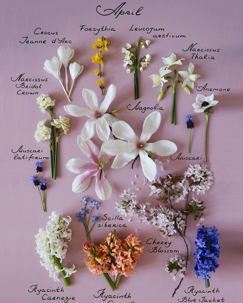 London Blooms Turns Her Garden Into a Botanical Calendar003