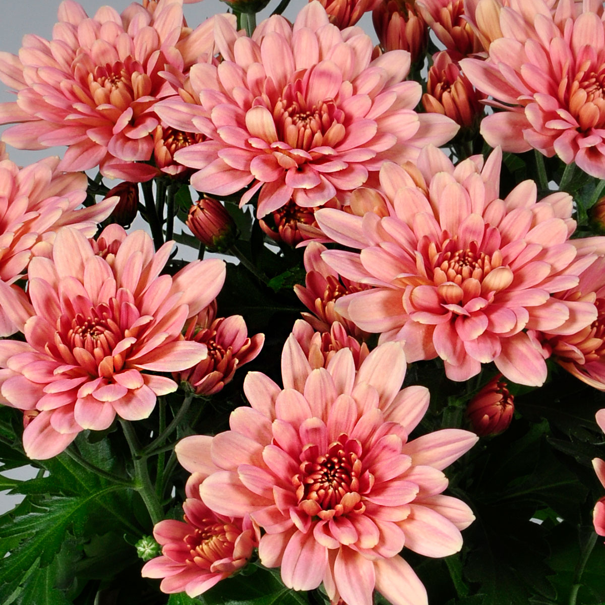 These Pot Chrysanthemums Fit Perfectly Into Any Interior - Chrysanthemum Dynamic Salmon 1