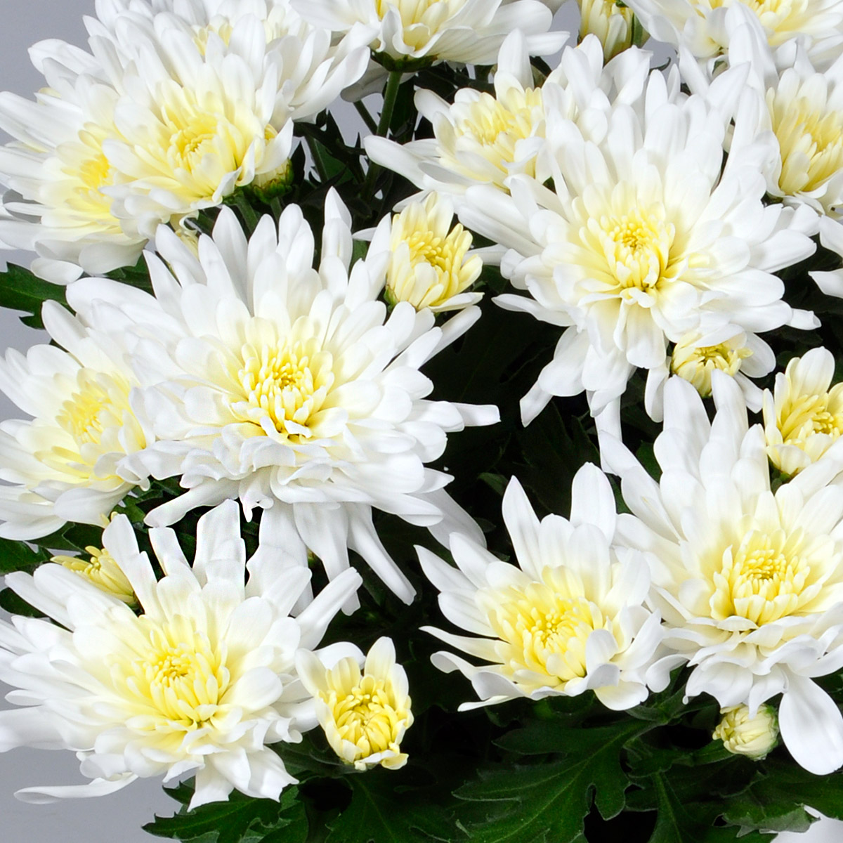 These Pot Chrysanthemums Fit Perfectly Into Any Interior - Chrysanthemum Dynamic White 1