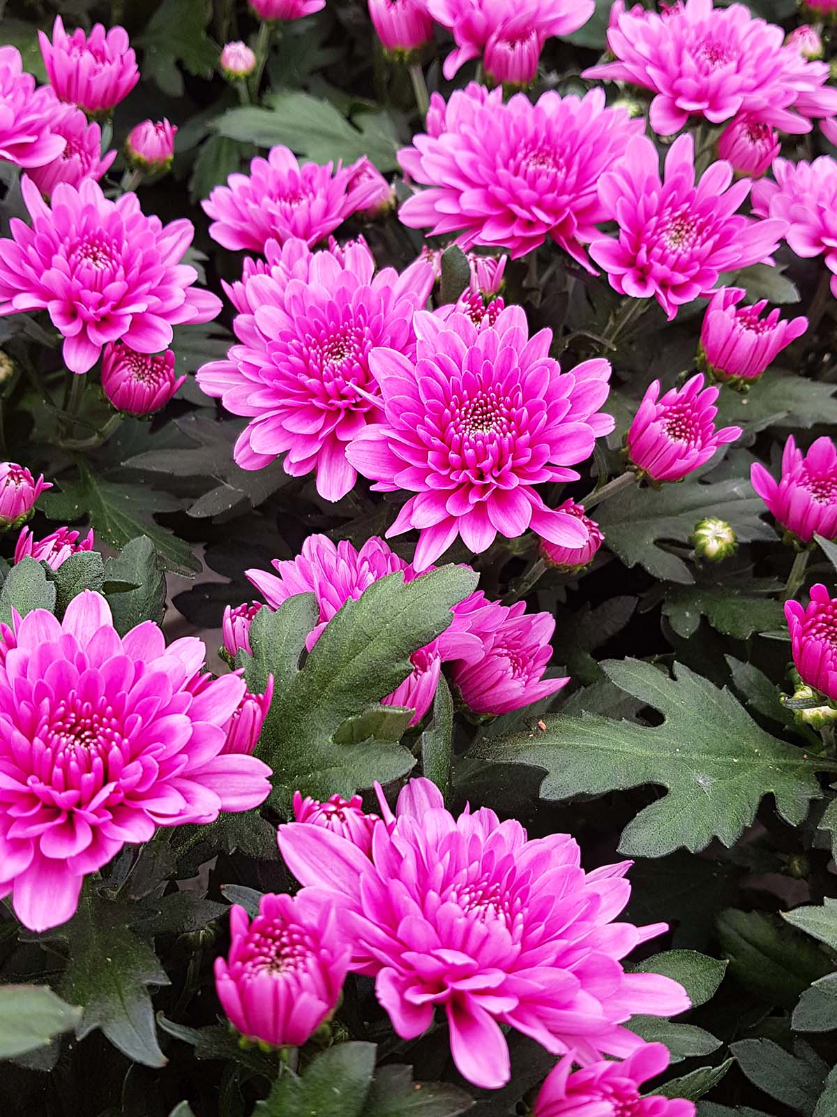 These Pot Chrysanthemums Fit Perfectly Into Any Interior - Chrysanthemum Da Vinci Purple