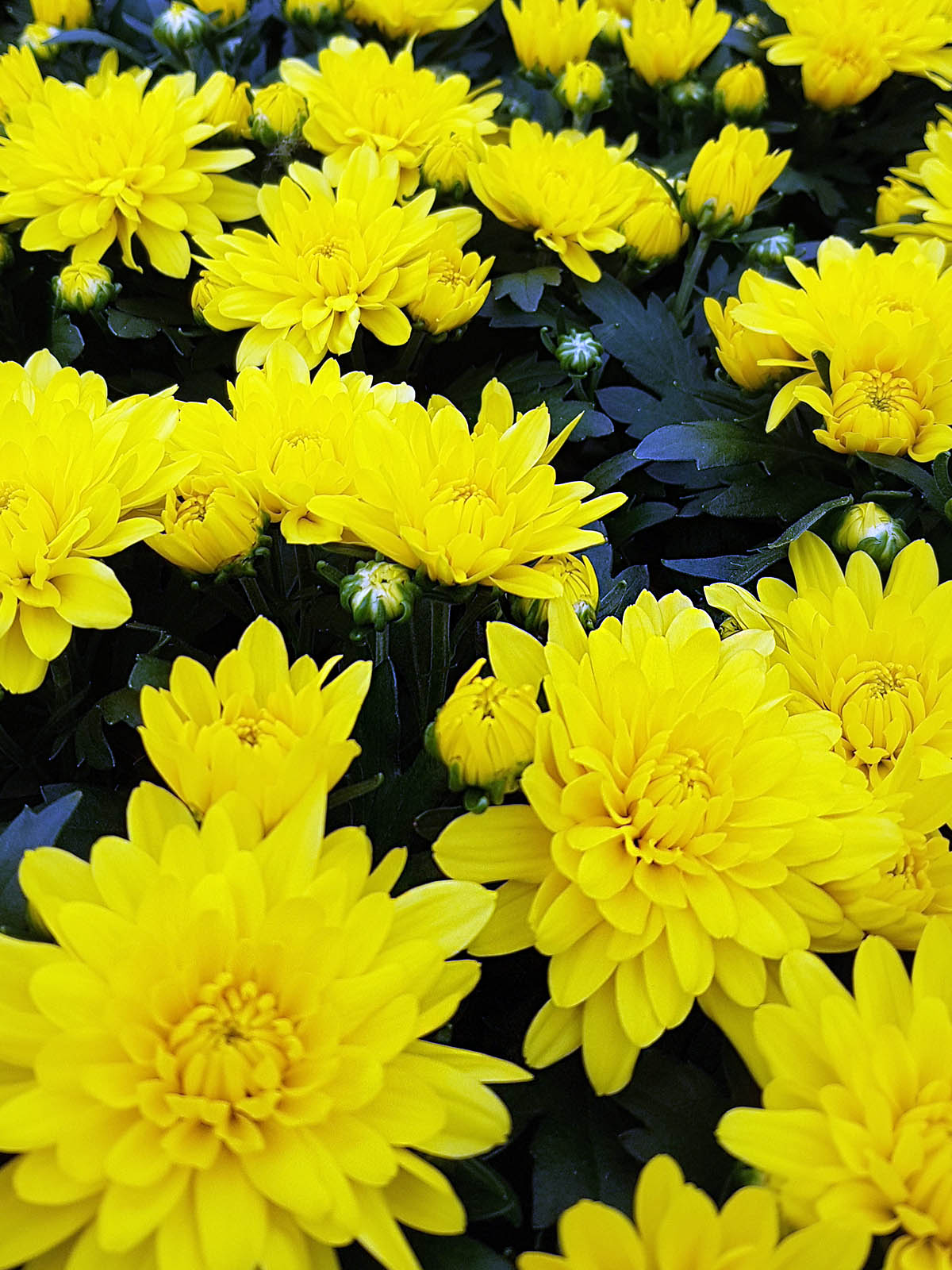 These Pot Chrysanthemums Fit Perfectly Into Any Interior - Chrysanthemum Da Vinci Sunny