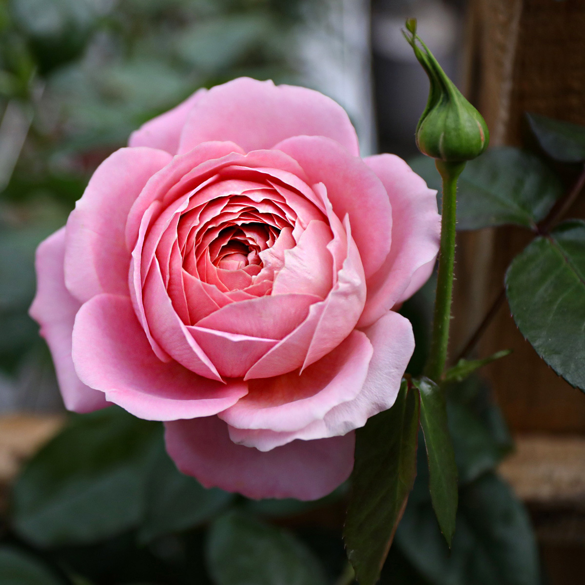 Timing Is Everything When It Comes to Harvesting Garden Roses 11
