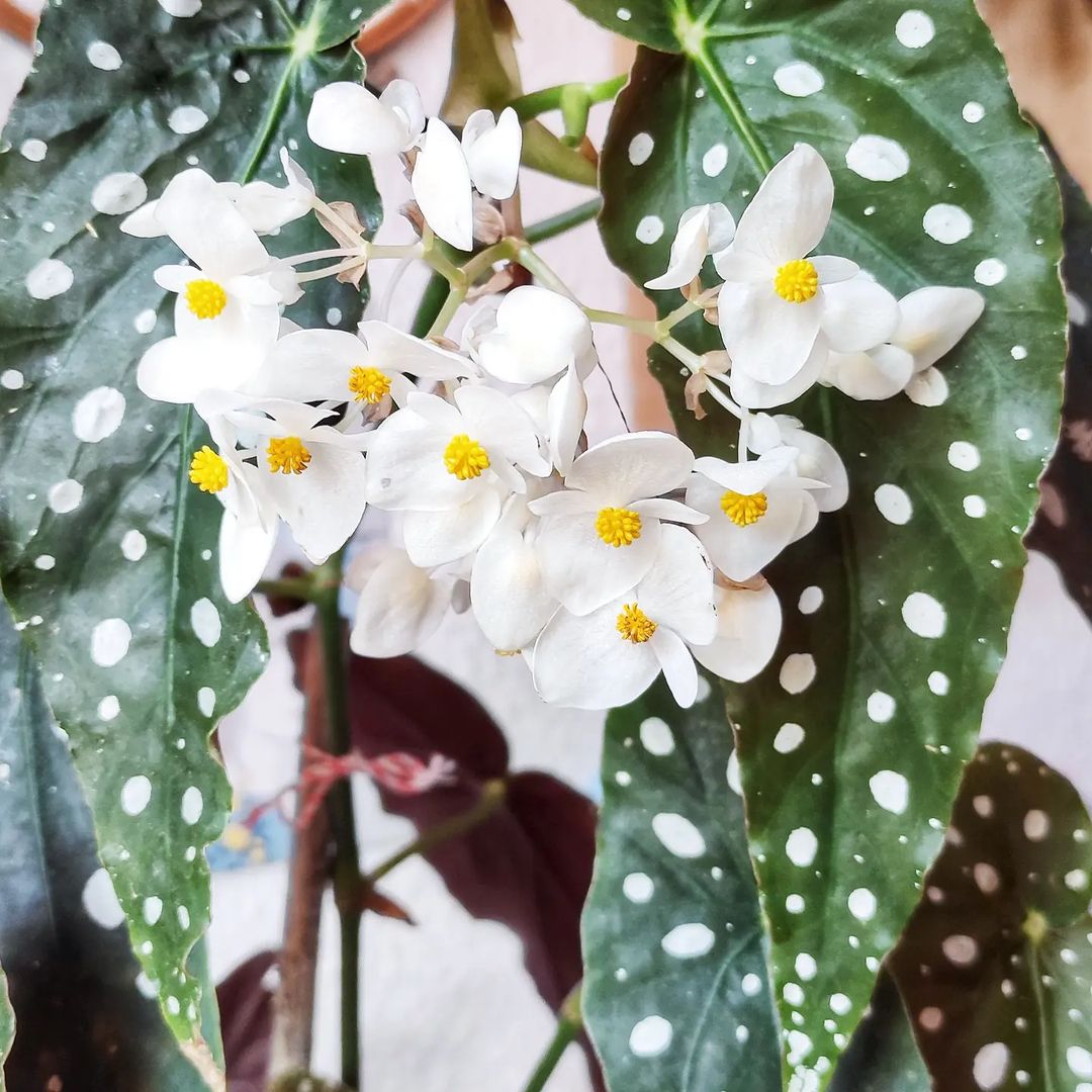 The Polka Dot Begonia (Begonia Maculata) is One of the Most Photogenic Houseplants007
