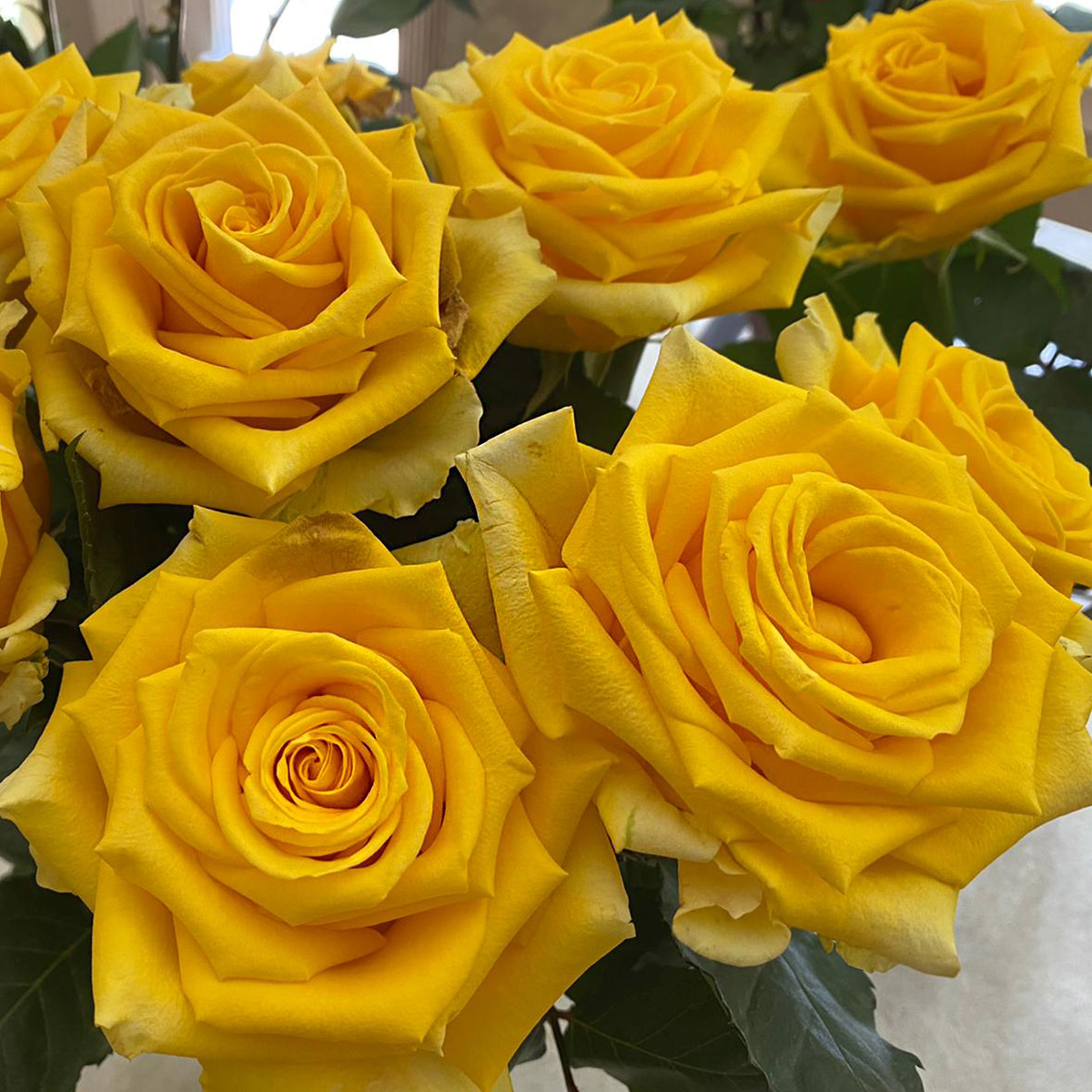 United Selections Present Its 'Autumn Selections' Roses - Rose Lighthouse 02