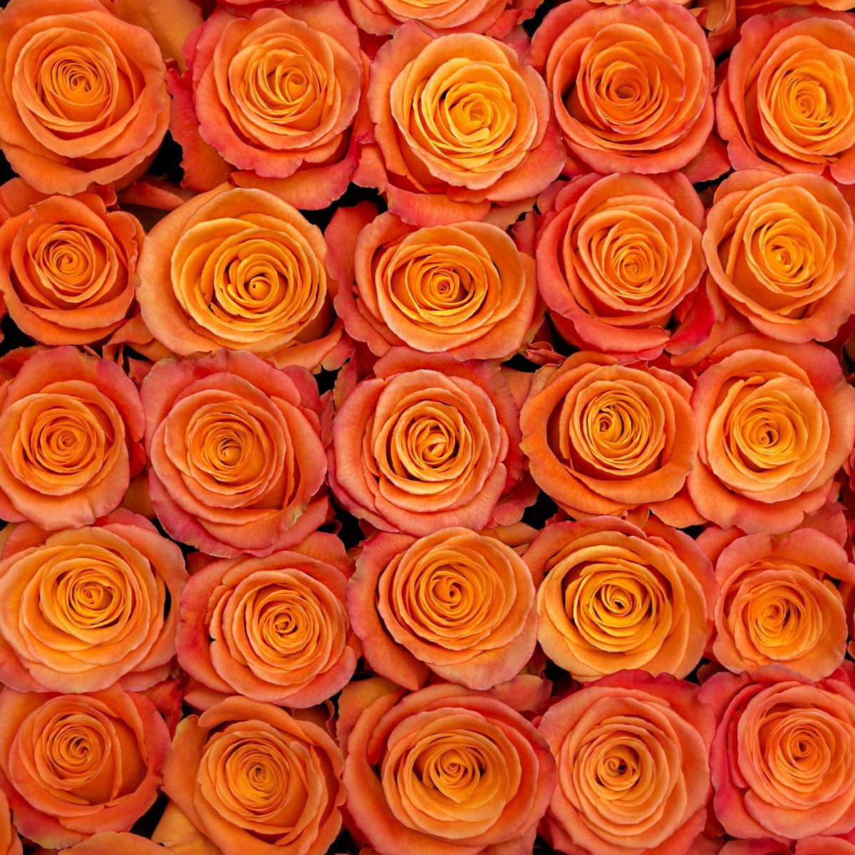 United Selections Present Its 'Autumn Selections' Roses - Rose Confidential 03