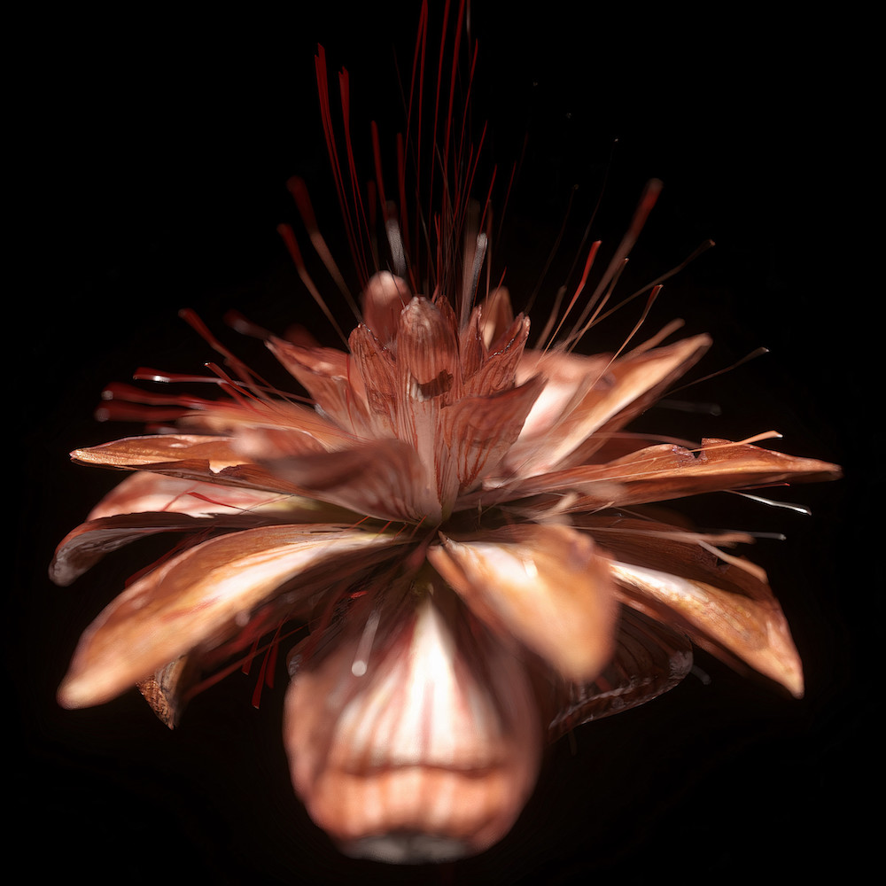 Shy Studio Recreates the Natural World Through a Series of Lifelike Botanicals006