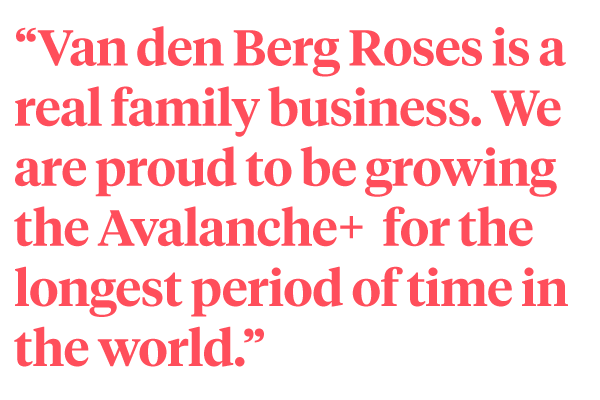 Quote van den Berg roses