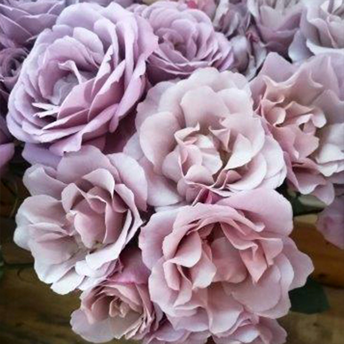 Alexandra Farms Introduces Nine New Garden Rose Varieties 07 Ioli