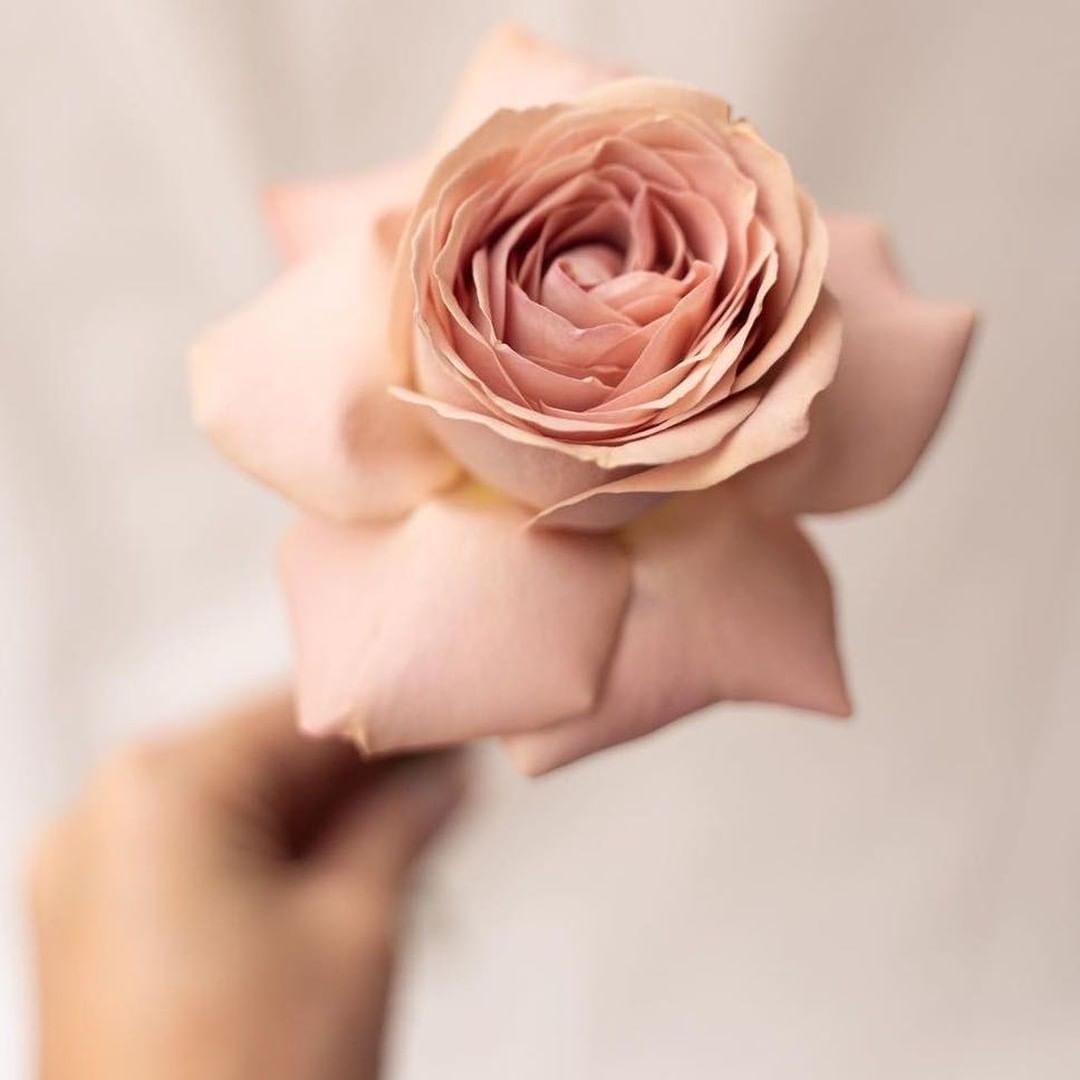 Is the Cappuccino Rose This Season's Florist Favorite?004