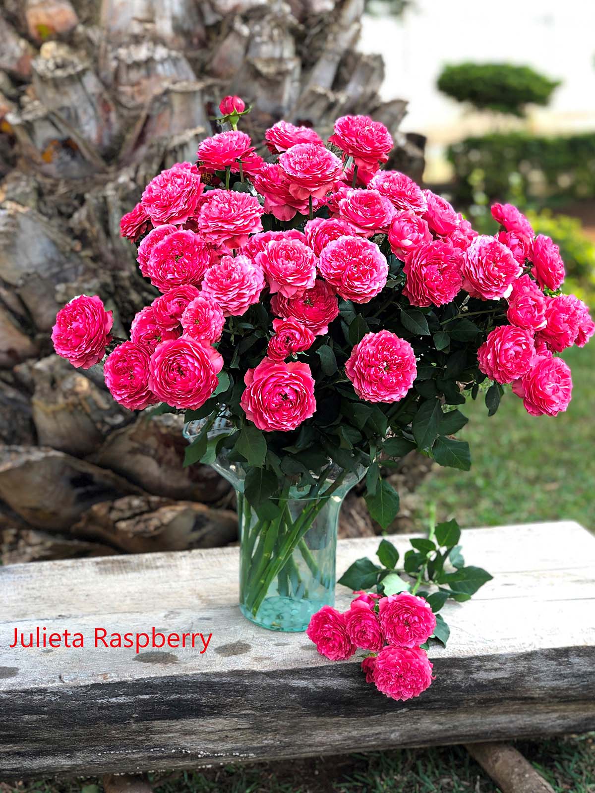TOTF2021FE 06 Red Lands Roses - Rose Julieta Raspberry