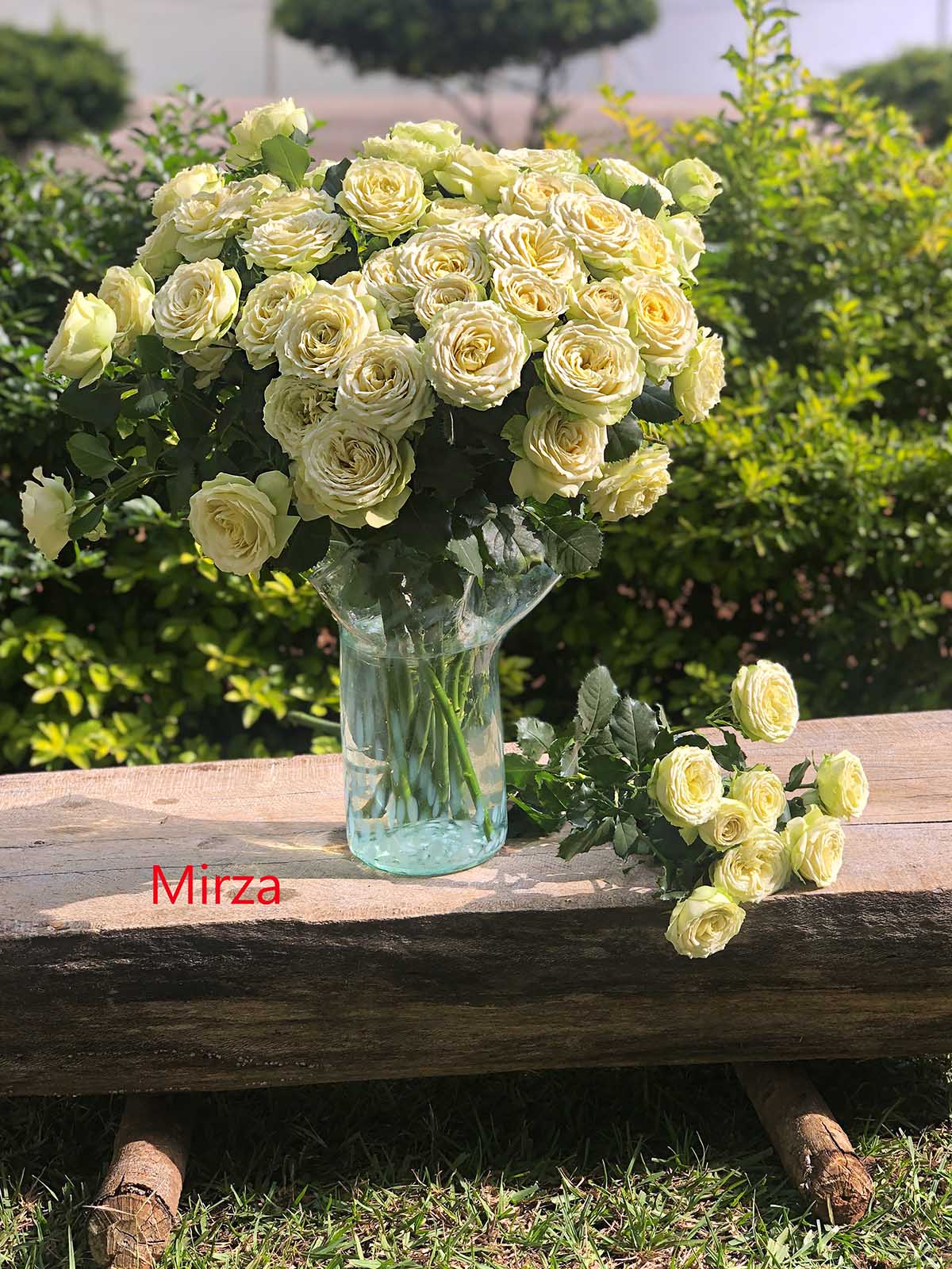 TOTF2021FE 06 Red Lands Roses - Rose Mirza