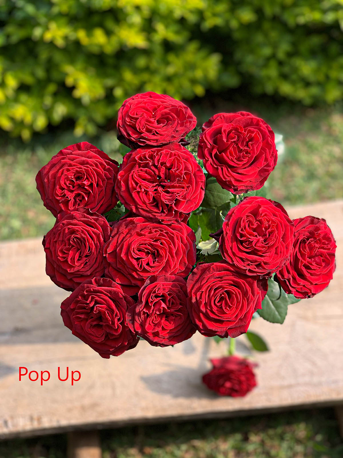 TOTF2021FE 06 Red Lands Roses - Rose Pop Up