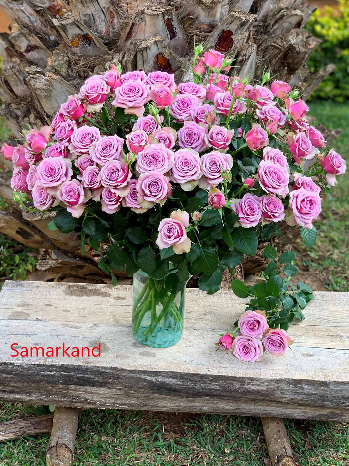 TOTF2021FE 06 Red Lands Roses - Rose Samarkand