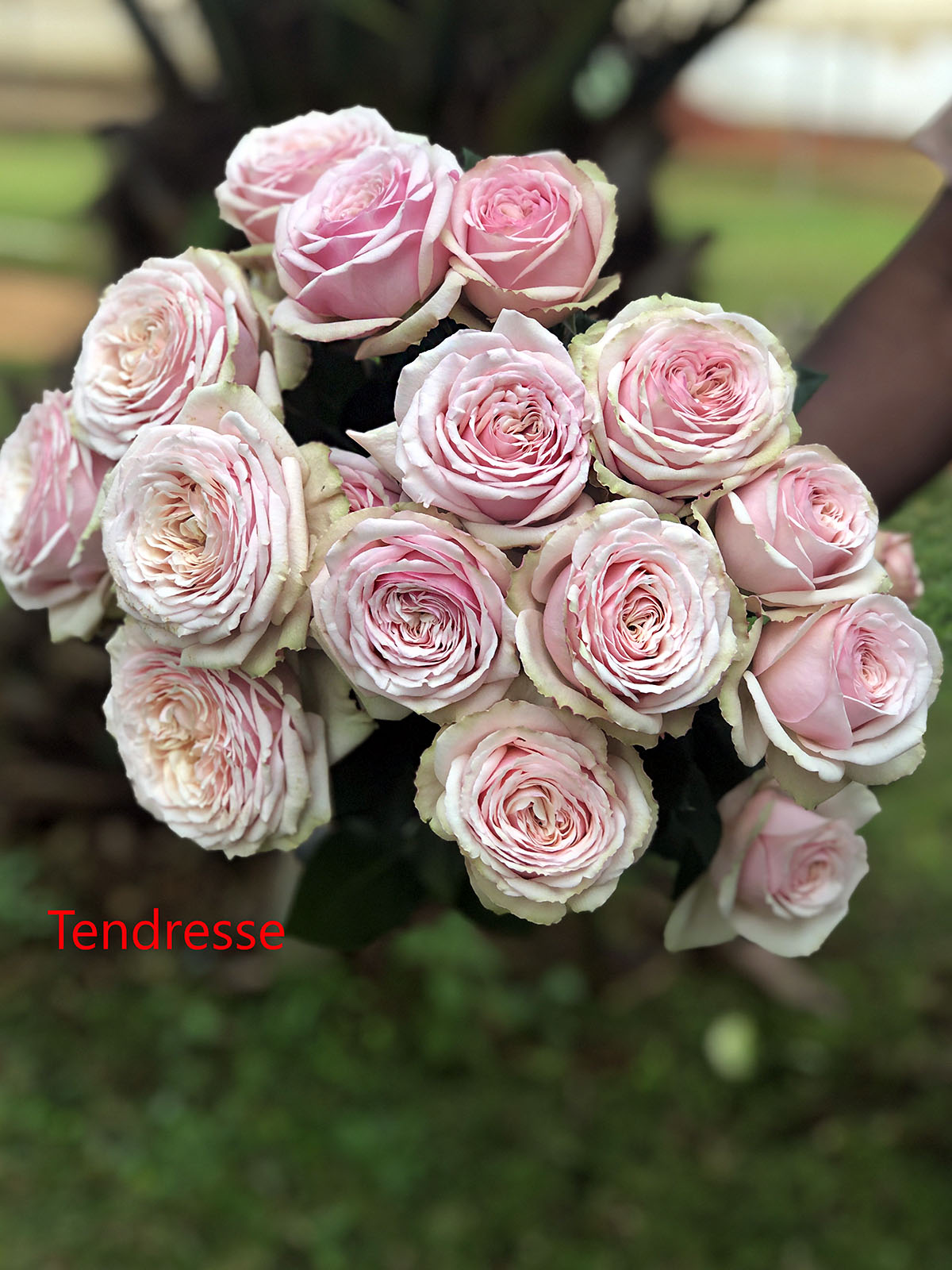 TOTF2021FE 06 Red Lands Roses - Rose Tendresse