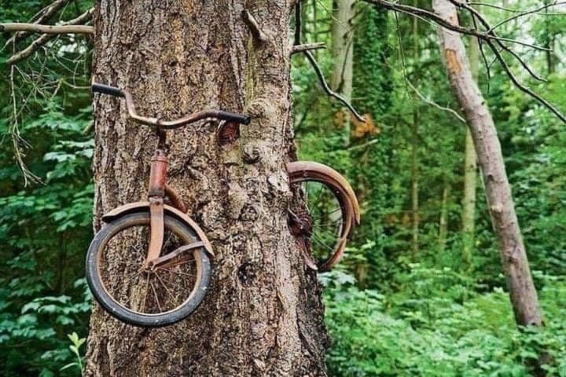 Nature reclaims bicycle