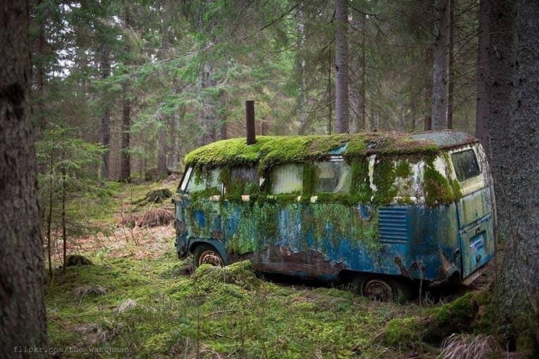 Nature reclaims truck