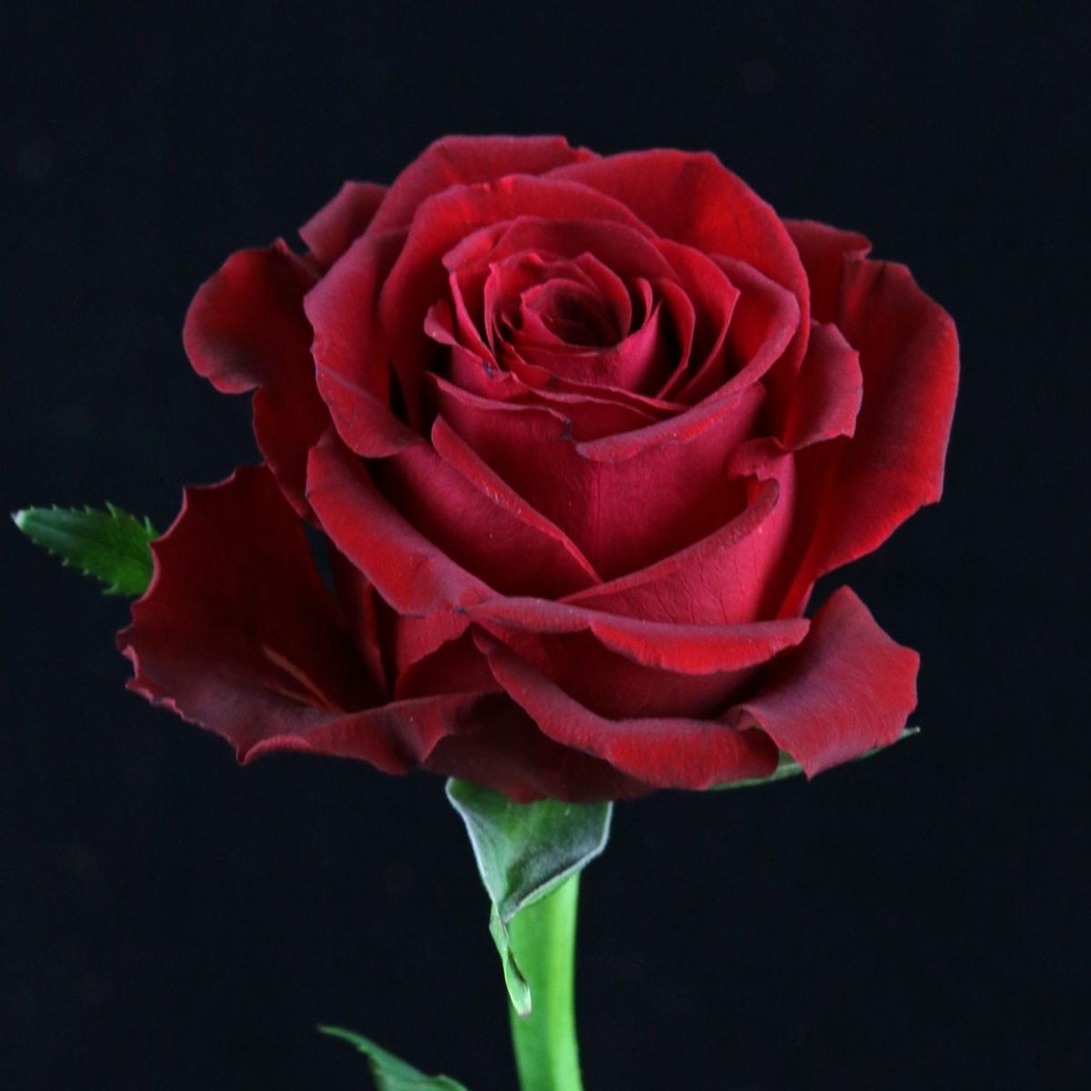 These Are the Most Beautiful Red Roses for Christmas009
