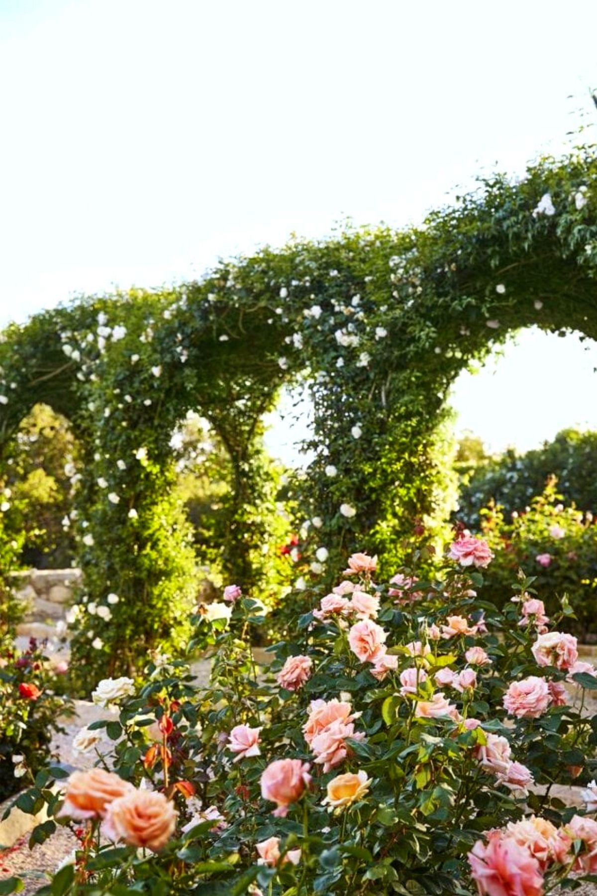 Oprah’s Rose Garden Was The Perfect Backdrop For Her Interview With Adele - Article on Thursd - Photo Veranda