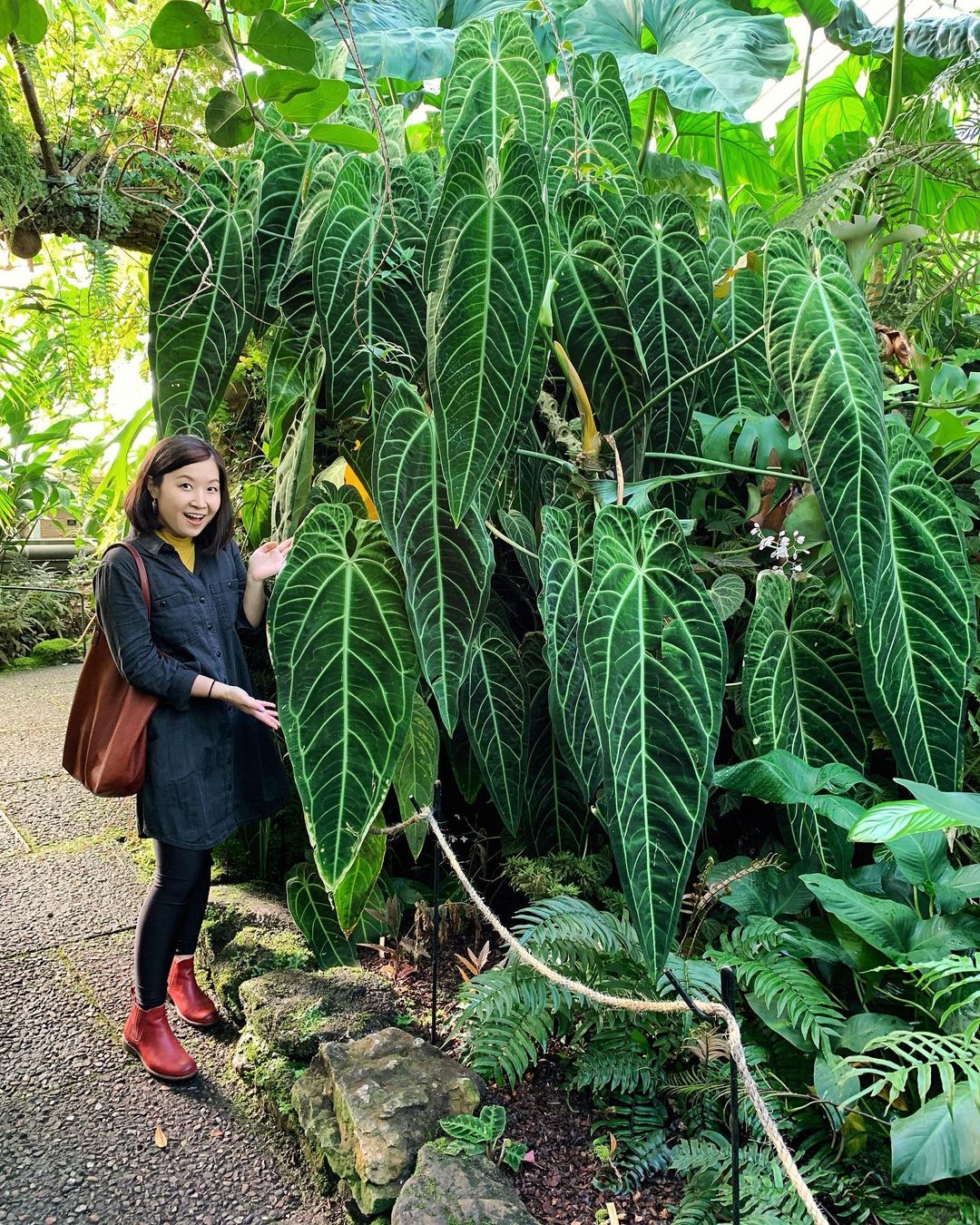 The Magnificent Anthurium Warocqueanum a.k.a. the Queen Anthurium