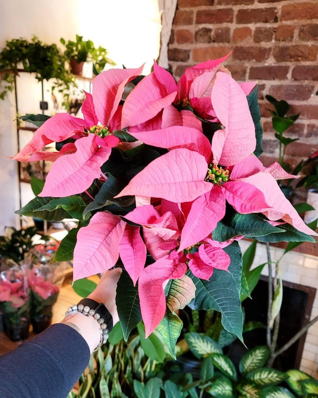 Holding a Pink Poinsettia in hand on Thursd