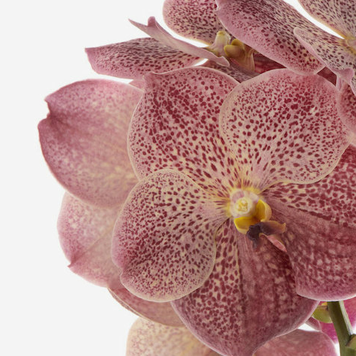 20 Flowers That Fit Into Your Genuine Pink Color Palette - Vanda Sunanda 1