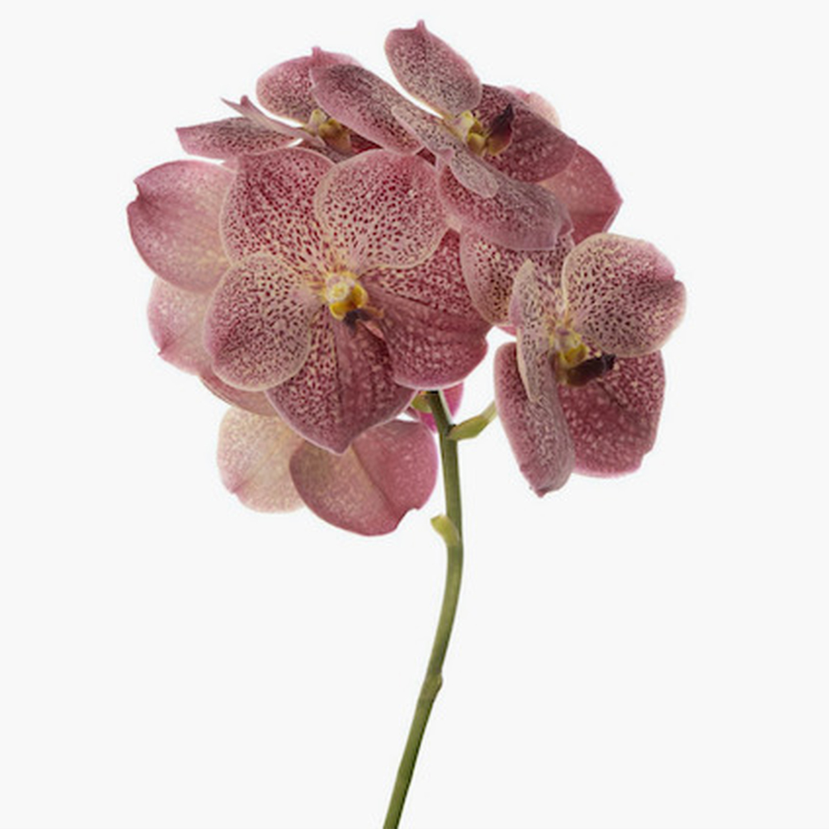 20 Flowers That Fit Into Your Genuine Pink Color Palette - Vanda Sunanda 2