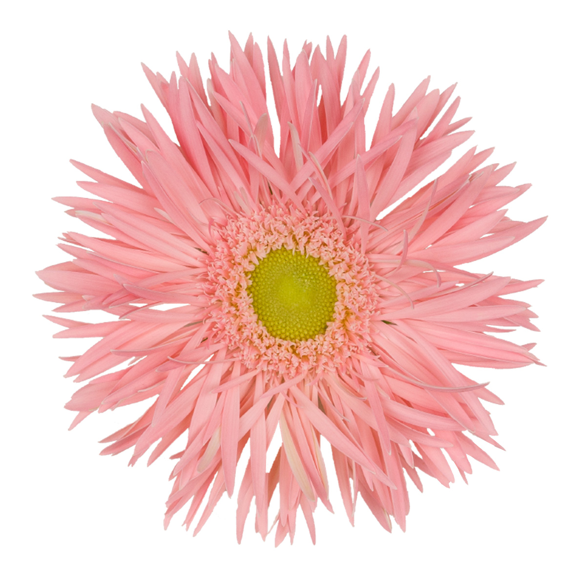20 Flowers That Fit Into Your Genuine Pink Color Palette - Gerspider Emotion 1