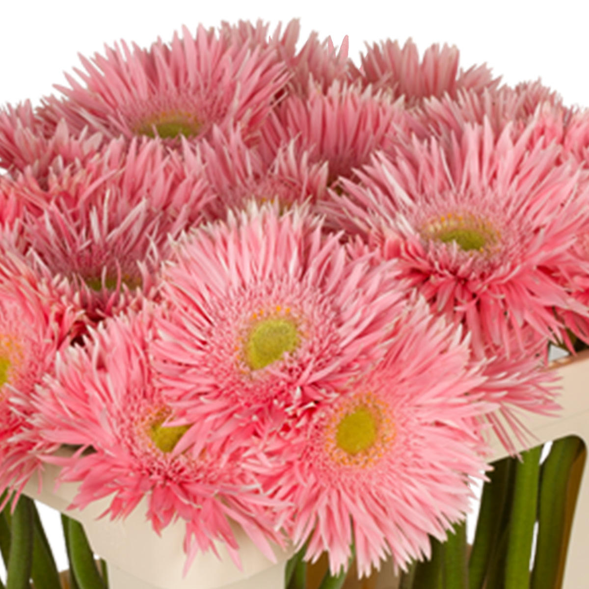 20 Flowers That Fit Into Your Genuine Pink Color Palette - Gerspider Emotion 2