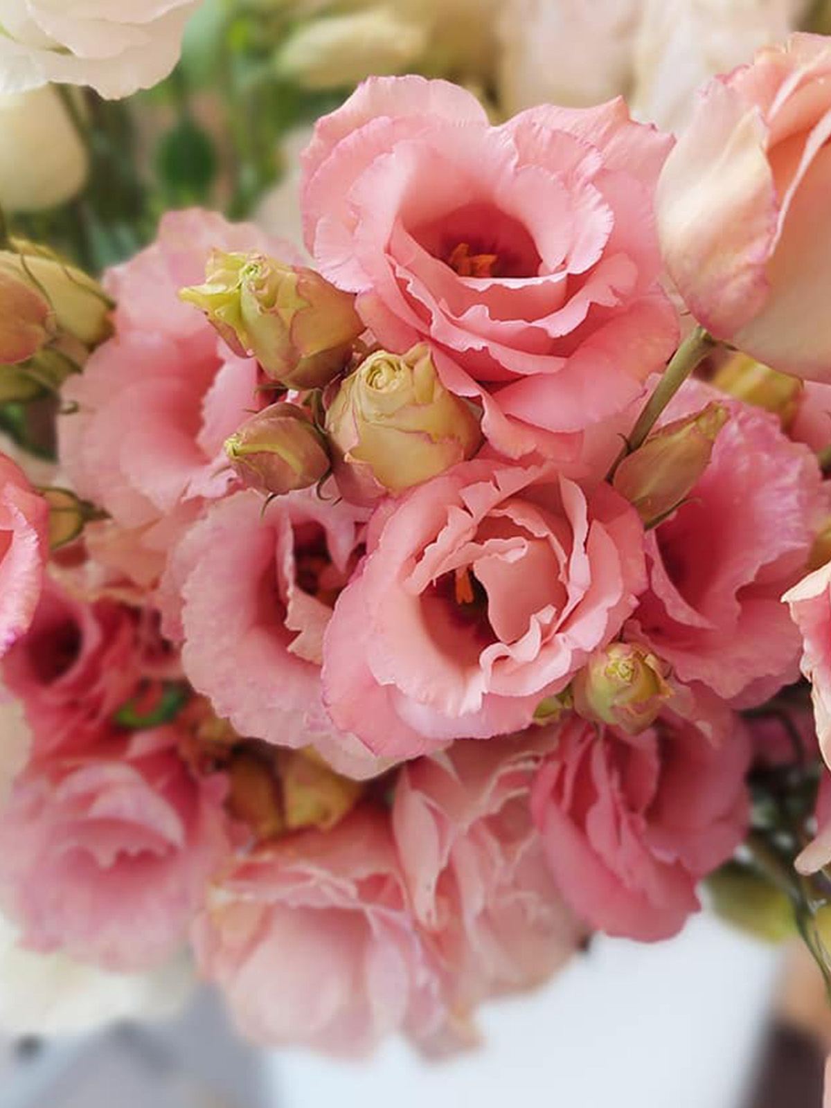 20 Flowers That Fit Into Your Genuine Pink Color Palette - Lisianthus Pink 1