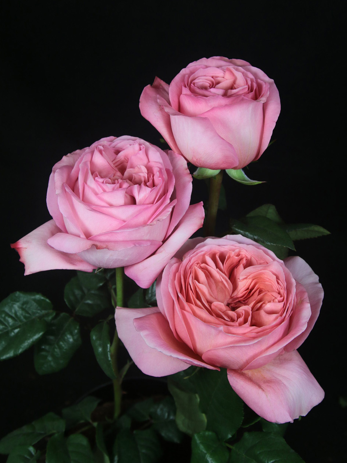20 Flowers That Fit Into Your Genuine Pink Color Palette - Rose Pink X-Pression 1