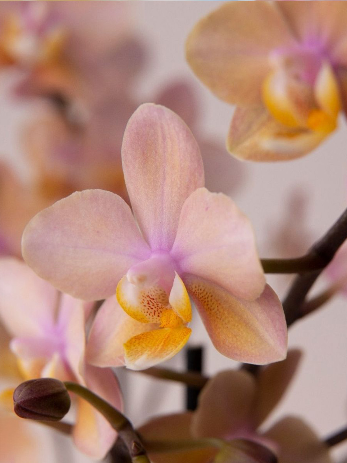 20 Flowers That Fit Into Your Genuine Pink Color Palette - Phalaenopsis  1